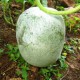 Ash Gourd